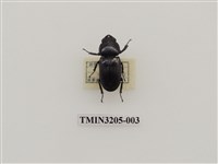 藏品(細角大鍬形蟲)的圖片